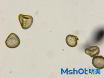 明美生物顯微鏡在藥材檢測(cè)領(lǐng)域的應(yīng)用