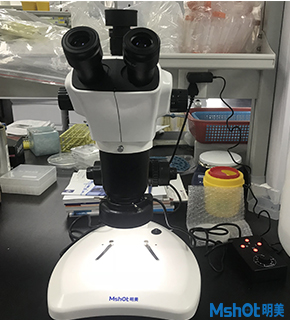 明美體視顯微鏡助力武漢大學(xué)生科院水稻等植物觀察
