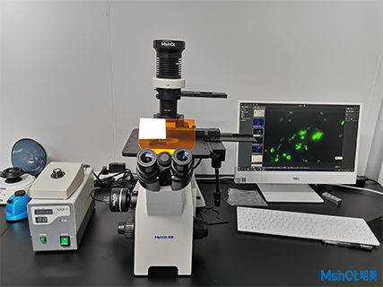 明美熒光顯微鏡助力中科大生殖健康研究