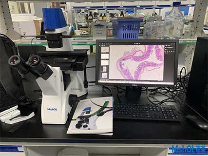 明美倒置顯微鏡應(yīng)用于細(xì)胞生長(zhǎng)觀察