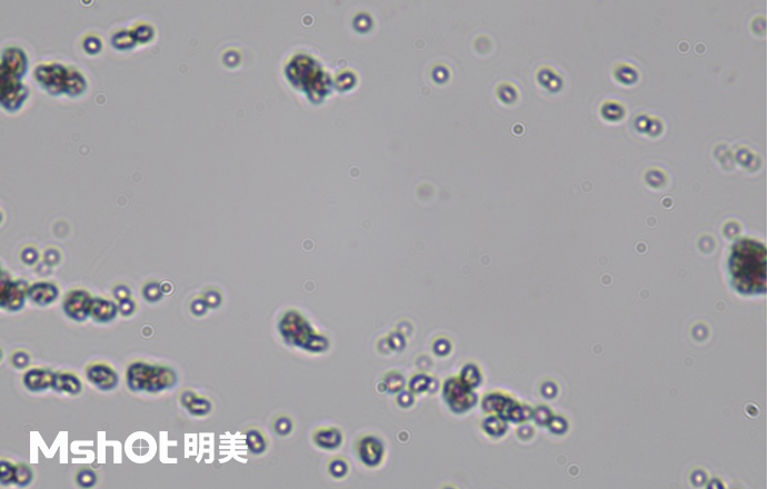 觀察鈦白粉用什么顯微鏡？