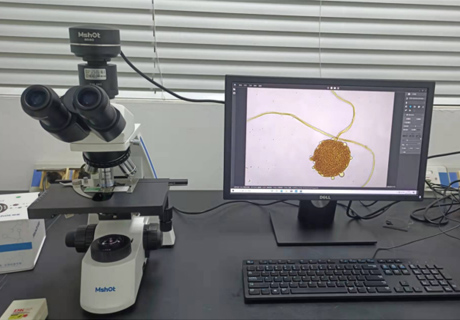 毛霉用什么顯微鏡觀察？