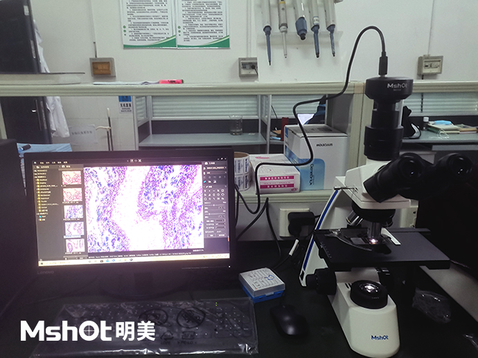 河蜆可以用什么顯微鏡觀察？